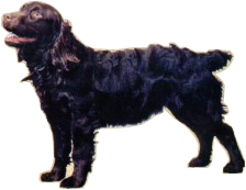 Boykin Spaniel Size and Proportion