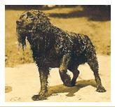South Carolina State Dog