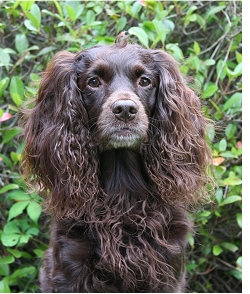 Boykin Spaniel Society 5 generation pedigree
