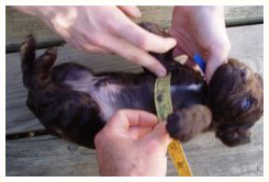 Boykin puppy grooming habits