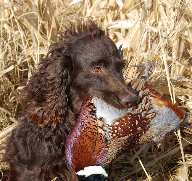 Boykin Spaniel Society