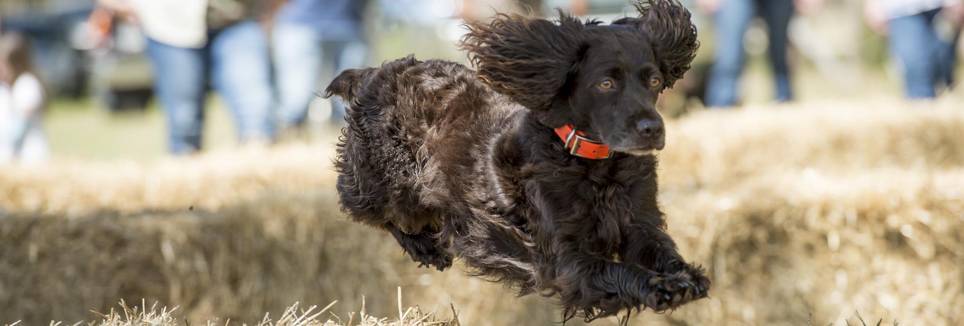 Boykin Spaniel Society